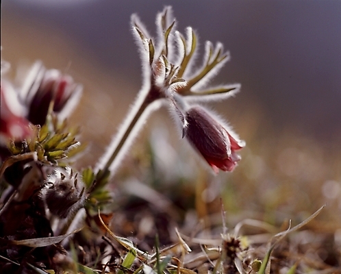 포토 JPG 식물 꽃잎 꽃 봄꽃 자연 사람없음 자주색 할미꽃 국내포토 컬러 봄 생태계 파일형식