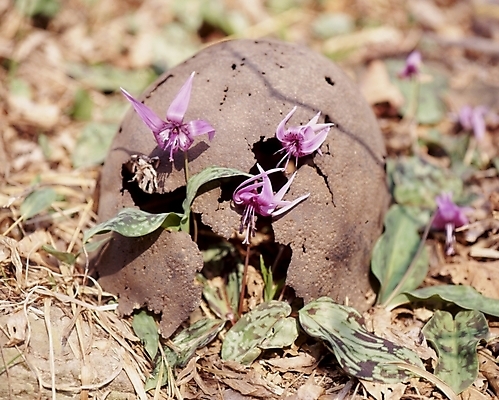 포토 JPG 식물 꽃잎 꽃 잎 봄꽃 자연 사람없음 보라색 얼레지 국내포토 컬러 봄 생태계 파일형식