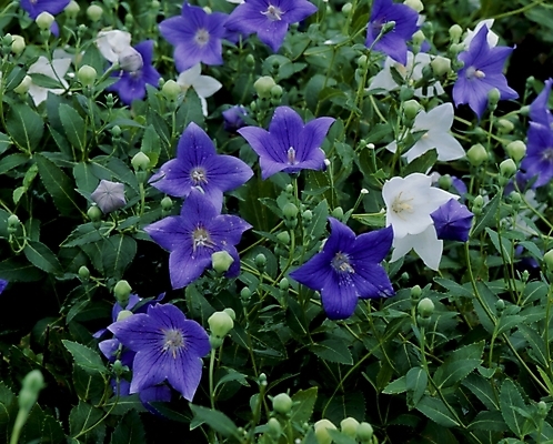 포토 JPG 식물 꽃잎 꽃 꽃밭 여름꽃 자연 사람없음 보라색 흰색 도라지꽃 국내포토 컬러 생태계 파일형식 여름_계절