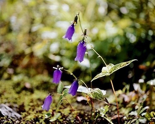 포토 JPG 주간 식물 꽃잎 꽃 줄기 잎 여름꽃 자연 사람없음 야외 보라색 금강초롱 국내포토 자연요소 컬러 생태계 초롱꽃 파일형식 여름_계절