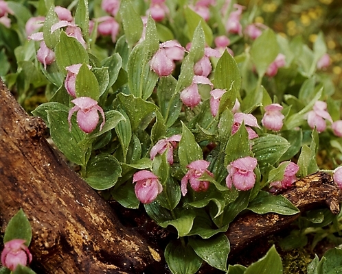 포토 JPG 주간 식물 꽃잎 꽃 분홍색 잎 여름꽃 자연 사람없음 야외 개불알꽃 국내포토 자연요소 컬러 생태계 파일형식 여름_계절