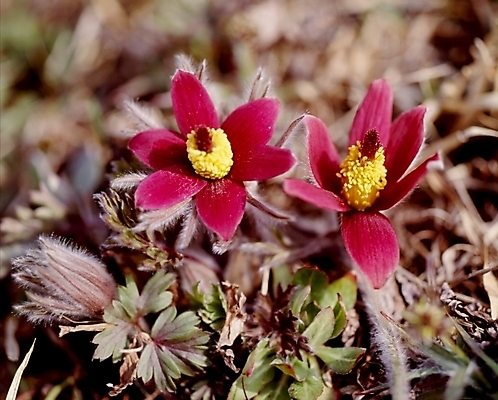 포토 JPG 식물 꽃잎 꽃 봄꽃 자연 사람없음 자주색 할미꽃 국내포토 컬러 봄 생태계 파일형식