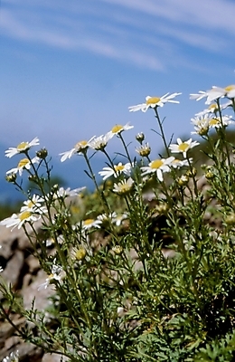 포토 JPG 주간 식물 구름 꽃잎 꽃 자연 하늘 가을꽃 사람없음 야외 구절초 국내포토 자연요소 생태계 파일형식 가을_계절
