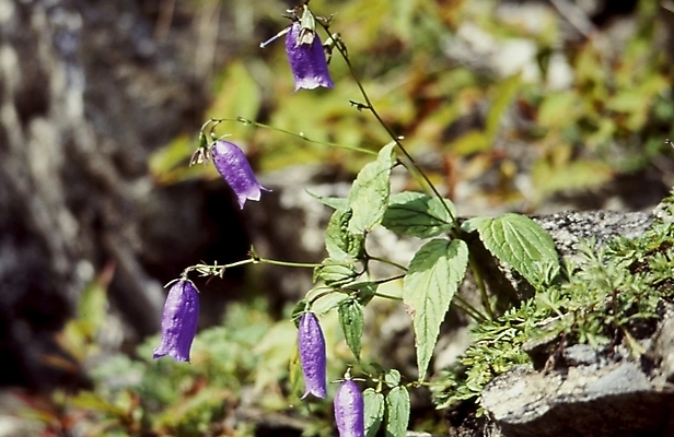 포토 JPG 식물 꽃잎 꽃 잎 여름꽃 자연 사람없음 금강초롱 국내포토 생태계 초롱꽃 파일형식 여름_계절
