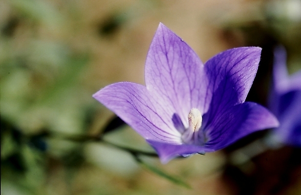 포토 JPG 식물 꽃잎 꽃 여름꽃 자연 사람없음 보라색 도라지꽃 국내포토 컬러 생태계 파일형식 여름_계절