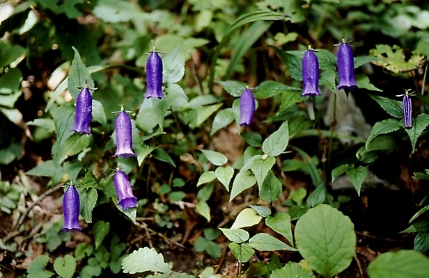 포토 JPG 식물 꽃잎 꽃 줄기 잎 여름꽃 자연 나뭇잎 사람없음 보라색 금강초롱 국내포토 컬러 생태계 초롱꽃 파일형식 여름_계절