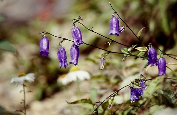 포토 JPG 식물 꽃잎 꽃 줄기 여름꽃 자연 사람없음 보라색 금강초롱 국내포토 컬러 생태계 초롱꽃 파일형식 여름_계절
