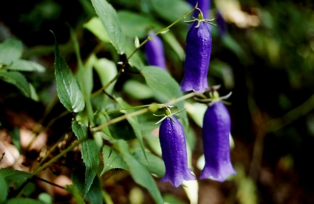 포토 JPG 식물 꽃잎 꽃 줄기 잎 여름꽃 자연 나뭇잎 사람없음 보라색 금강초롱 국내포토 컬러 생태계 초롱꽃 파일형식 여름_계절