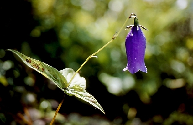 포토 JPG 식물 꽃잎 꽃 줄기 잎 여름꽃 자연 나뭇잎 사람없음 보라색 금강초롱 국내포토 컬러 생태계 초롱꽃 파일형식 여름_계절