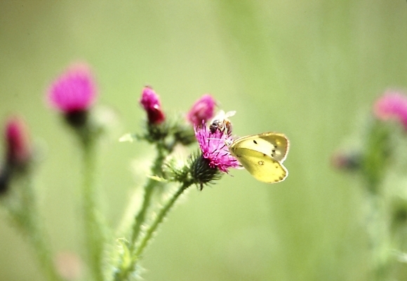 포토 JPG 주간 식물 동물 꽃잎 꽃 분홍색 나비 곤충 여름꽃 자연 사람없음 야외 들꽃 벌 엉겅퀴 국내포토 자연요소 컬러 생태계 파일형식 여름_계절