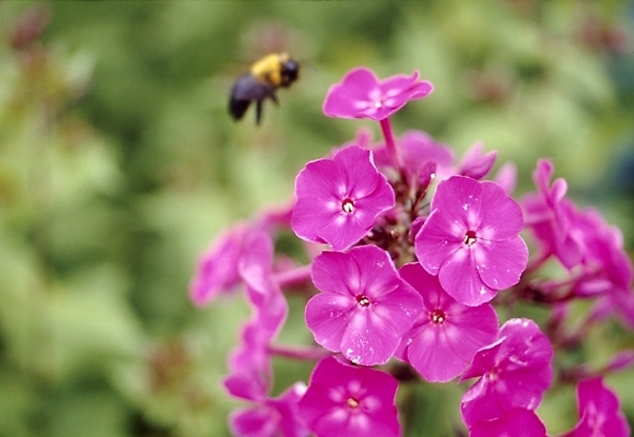 포토 JPG 주간 식물 동물 꽃잎 꽃 분홍색 곤충 자연 사람없음 야외 벌 플록스 국내포토 자연요소 컬러 생태계 파일형식