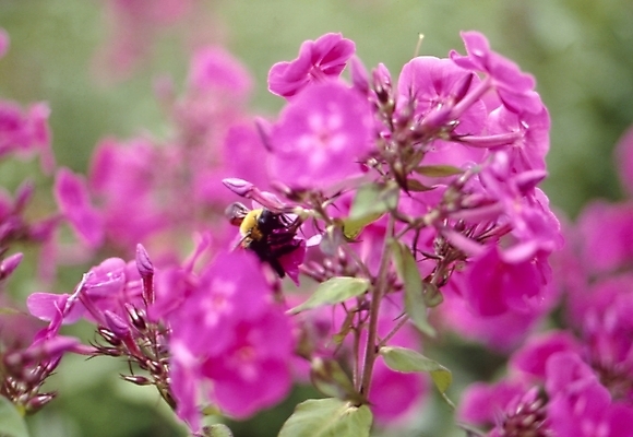 포토 JPG 주간 식물 동물 꽃잎 꽃 분홍색 곤충 자연 사람없음 야외 장미 벌 플록스 국내포토 자연요소 컬러 생태계 파일형식