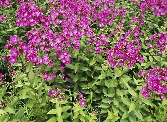 포토 JPG 주간 식물 꽃잎 꽃 분홍색 꽃밭 자연 사람없음 야외 장미 플록스 국내포토 자연요소 컬러 생태계 파일형식