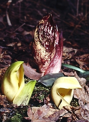 포토 JPG 식물 꽃잎 꽃 자연 사람없음 새싹 떡잎 국내포토 생태계 파일형식
