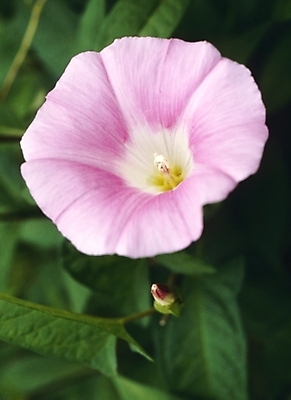 포토 JPG 식물 꽃잎 꽃 분홍색 잎 한송이 여름꽃 자연 사람없음 들꽃 메꽃 국내포토 1 컬러 생태계 송이 파일형식 여름_계절