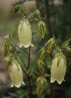 포토 JPG 식물 꽃잎 꽃 여러송이 여름꽃 자연 사람없음 들꽃 흰색 물방울 이슬 초롱꽃 국내포토 컬러 다수 생태계 파일형식 여름_계절