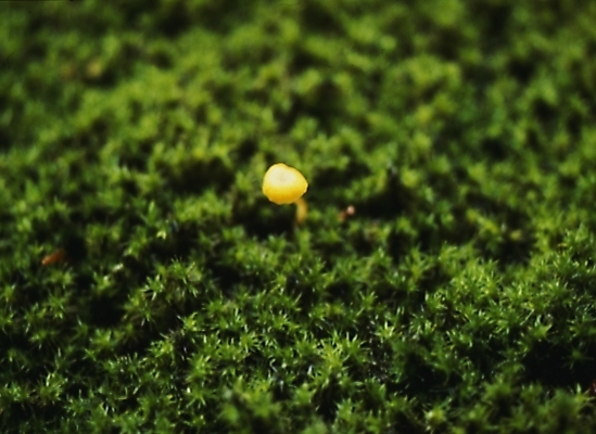 포토 JPG 식물 꽃잎 꽃 자연 초원 사람없음 새싹 풀 떡잎 국내포토 생태계 파일형식