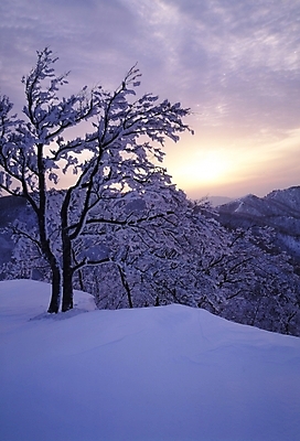 포토 JPG 주간 나무 식물 사계절 계절 설경 겨울 자연 산 눈꽃 여러그루 풍경 사람없음 야외 빛 태양 노을 설원 일몰 눈 숲 국내포토 자연요소 다수 날씨 눈_날씨 생태계 파일형식