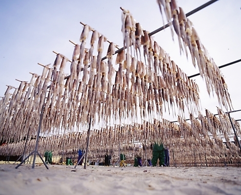 포토 JPG 주간 구름 바다 자연 하늘 연체동물 건조 사람 풍경 해변 야외 모래사장 오징어 어촌 국내포토 자연요소 무척추동물 수중동물 시골 생태계 파일형식