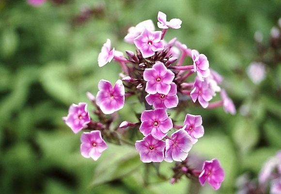 포토 JPG 식물 꽃잎 꽃 분홍색 자연 사람없음 들꽃 플록스 국내포토 컬러 생태계 파일형식