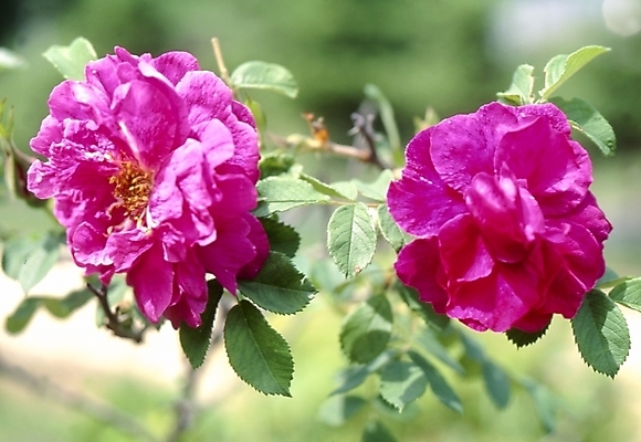 포토 JPG 식물 꽃잎 꽃 분홍색 잎 자연 나뭇잎 사람없음 겹해당화 만첩해당화 해당화 국내포토 컬러 그림 생태계 파일형식