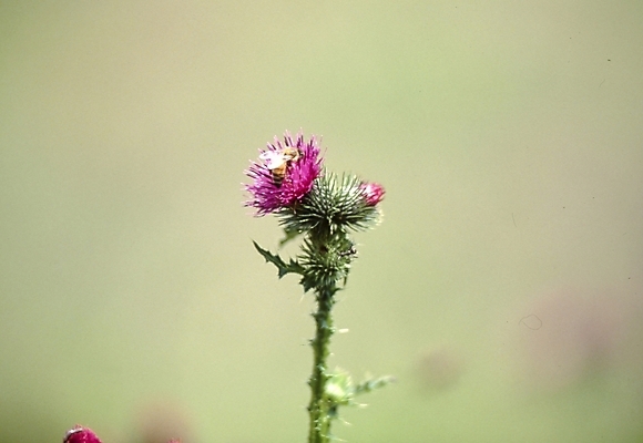 포토 JPG 식물 꽃잎 꽃 분홍색 곤충 여름꽃 자연 사람없음 들꽃 벌 엉겅퀴 국내포토 동물 컬러 생태계 파일형식 여름_계절
