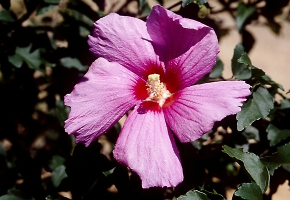 포토 JPG 식물 꽃잎 꽃 분홍색 잎 자연 나뭇잎 가을꽃 사람없음 무궁화 나라꽃 국내포토 컬러 생태계 파일형식 가을_계절