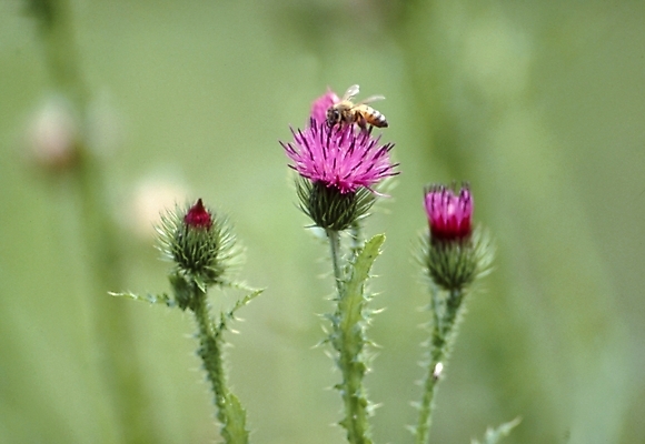 포토 JPG 식물 동물 꽃잎 꽃 분홍색 곤충 여름꽃 자연 사람없음 들꽃 벌 엉겅퀴 국내포토 컬러 생태계 파일형식 여름_계절
