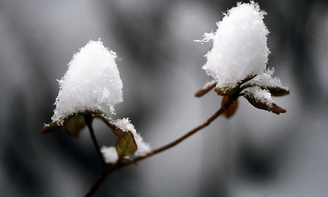 포토 JPG 자연요소 식물 사계절 계절 꽃잎 꽃 여러송이 잎 겨울 자연 나뭇잎 눈꽃 풍경 사람없음 들꽃 흰색 눈 국내포토 컬러 다수 날씨 눈_날씨 생태계 파일형식