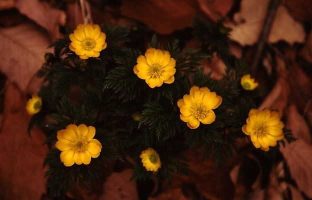 포토 JPG 식물 꽃잎 꽃 자연 사람없음 노란색 들꽃 겨울꽃 복수초 국내포토 컬러 겨울 생태계 파일형식