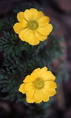 포토 JPG 식물 꽃잎 꽃 자연 사람없음 장미 노란색 들꽃 두송이 겨울꽃 복수초 국내포토 컬러 2 겨울 생태계 파일형식