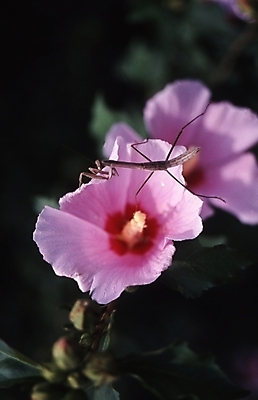 포토 JPG 식물 동물 꽃잎 꽃 분홍색 곤충 절지류 자연 사람없음 장미 들꽃 무궁화 사마귀 국내포토 컬러 생태계 파일형식