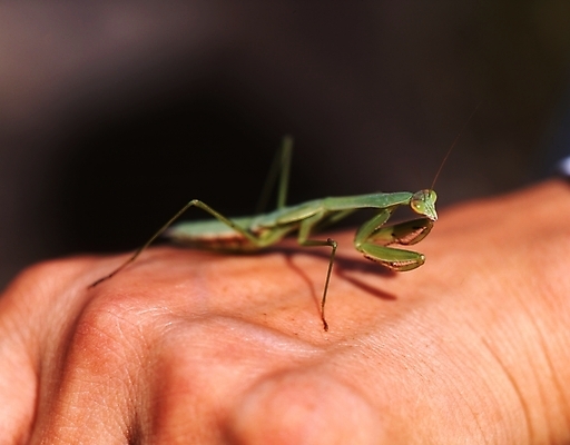 포토 JPG 주간 동물 손 곤충 절지류 야외 신체부위 벌레 사마귀 국내포토 자연요소 사람 파일형식