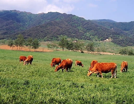 포토 JPG 주간 동물 척추동물 육지동물 포유류 산 풍경 초원 사람없음 야외 가축 농촌 시골 소 먹이 황소 국내포토 자연요소 파일형식