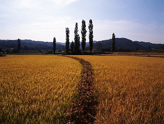 포토 JPG 주간 나무 농업 하늘 산 곡류 논 풍경 사람없음 야외 농경지 벼 농촌 시골 풍년 국내포토 자연요소 식물 산업 농장 수확 파일형식