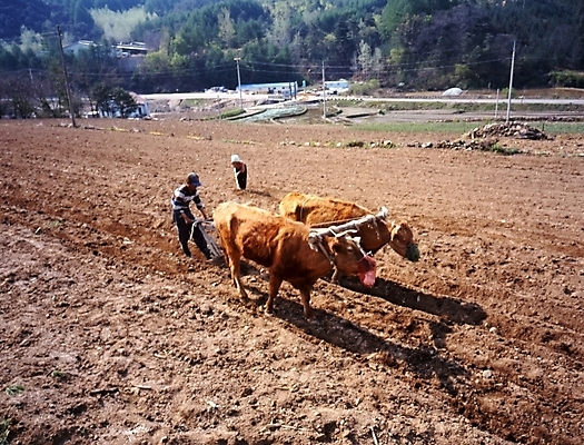 포토 JPG 주간 여자 남자 밭 풍경 야외 두명 농경지 경작 가축 농촌 시골 소 농부 국내포토 자연요소 동물 직업 농업 포유류 사람 농장 농사 파일형식
