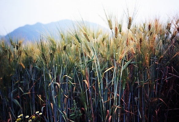 포토 JPG 주간 식물 밭 산 풍경 사람없음 야외 벼 농촌 시골 보리 보리밭 국내포토 자연요소 농업 곡류 파일형식