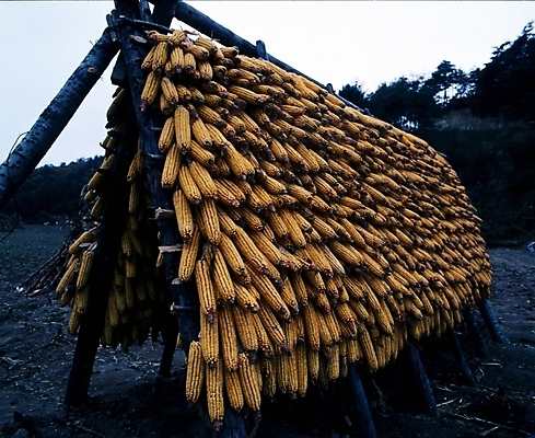 포토 JPG 주간 산업 음식 농업 건조 옥수수 풍경 사람없음 야외 국내포토 자연요소 곡류 파일형식