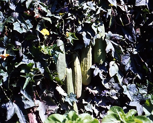 포토 JPG 주간 식물 열매 음식 잎 사람없음 야외 농촌 시골 덩굴 애호박 수세미외 국내포토 자연요소 꽃 호박 파일형식