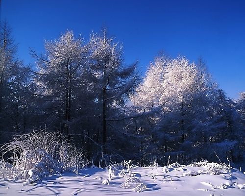 포토 JPG 주간 나무 식물 사계절 계절 설경 겨울 자연 눈꽃 여러그루 풍경 사람없음 야외 눈 숲 국내포토 자연요소 다수 날씨 눈_날씨 생태계 파일형식