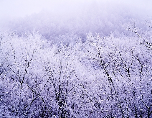 포토 JPG 주간 나무 식물 사계절 계절 설경 겨울 자연 산 눈꽃 여러그루 풍경 사람없음 야외 눈 숲 국내포토 자연요소 다수 날씨 눈_날씨 생태계 파일형식