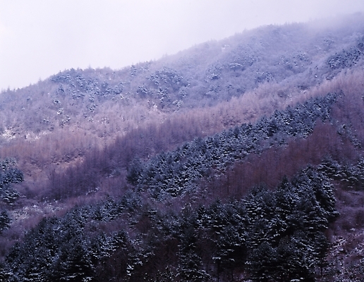 포토 JPG 주간 나무 식물 사계절 계절 설경 겨울 자연 산 여러그루 풍경 사람없음 야외 눈 숲 국내포토 자연요소 다수 날씨 생태계 파일형식
