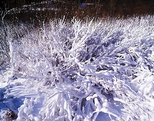 포토 JPG 주간 나무 식물 사계절 계절 설경 겨울 자연 눈꽃 여러그루 풍경 사람없음 야외 눈 국내포토 자연요소 다수 날씨 눈_날씨 생태계 파일형식