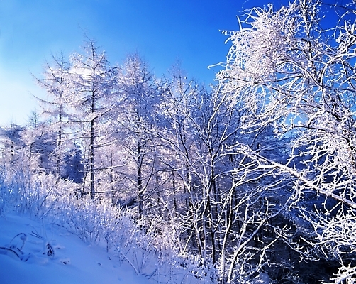 포토 JPG 주간 나무 식물 사계절 계절 설경 겨울 자연 하늘 산 눈꽃 여러그루 풍경 사람없음 야외 눈 숲 국내포토 자연요소 다수 날씨 눈_날씨 생태계 파일형식