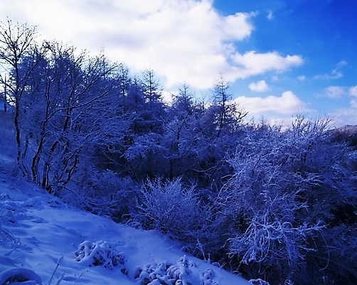 포토 JPG 주간 나무 식물 구름 사계절 계절 설경 겨울 자연 하늘 산 눈꽃 여러그루 풍경 사람없음 야외 눈 숲 국내포토 자연요소 다수 날씨 눈_날씨 생태계 파일형식