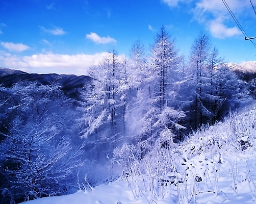 포토 JPG 주간 나무 식물 구름 사계절 계절 설경 겨울 자연 하늘 산 눈꽃 여러그루 풍경 사람없음 야외 눈 숲 국내포토 자연요소 다수 날씨 눈_날씨 생태계 파일형식