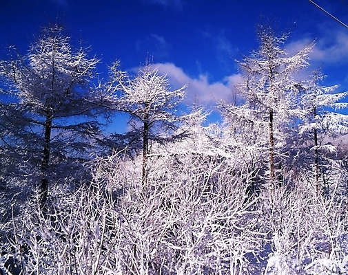포토 JPG 주간 나무 식물 구름 사계절 계절 설경 겨울 자연 하늘 산 눈꽃 여러그루 풍경 사람없음 야외 눈 숲 국내포토 자연요소 다수 날씨 눈_날씨 생태계 파일형식