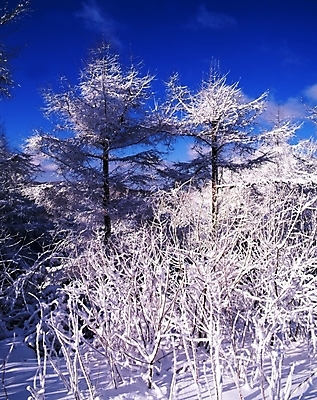 포토 JPG 주간 나무 식물 구름 사계절 계절 설경 겨울 자연 하늘 산 눈꽃 여러그루 풍경 사람없음 야외 눈 숲 국내포토 자연요소 다수 날씨 눈_날씨 생태계 파일형식
