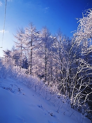 포토 JPG 주간 나무 식물 사계절 계절 설경 겨울 자연 하늘 눈꽃 여러그루 풍경 사람없음 야외 눈 숲 국내포토 자연요소 다수 날씨 눈_날씨 생태계 파일형식