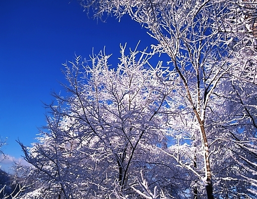 포토 JPG 주간 나무 식물 사계절 계절 설경 겨울 자연 눈꽃 여러그루 풍경 사람없음 야외 눈 숲 국내포토 자연요소 다수 날씨 눈_날씨 생태계 파일형식